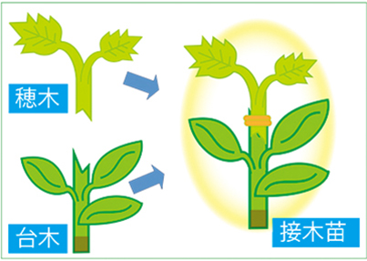 接木のイメージ図。
