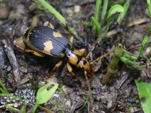 ミイデラゴミムシ成虫の画像